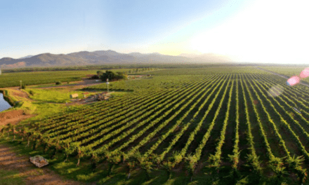 Bodegas Pomar invita a cosechar orgullo en Carora