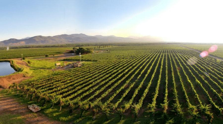Bodegas Pomar invita a cosechar orgullo en Carora