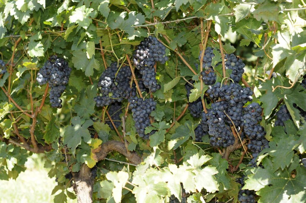 Vides Bodegas Pomar