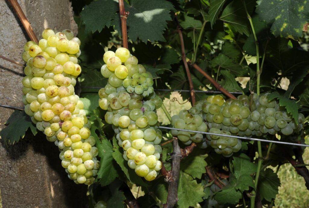 Vides Bodegas Pomar