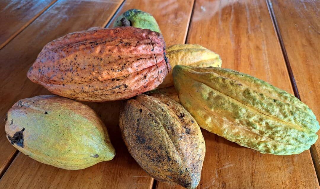 Sin cacao no hay chocolate