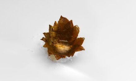 Mugaritz, lo que no se ve