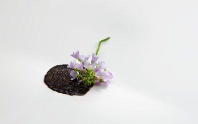 Cinco motivos para no perderse la temporada 2025 de Mugaritz